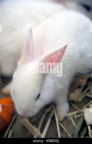 Lapin blanc. Animaux de laboratoire albinos du lapin (Oryctolagus cuniculus) . Banque D'Images