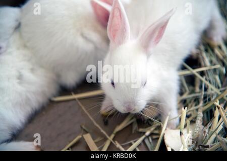 Lapin blanc. Animaux de laboratoire albinos du lapin (Oryctolagus cuniculus) . Banque D'Images