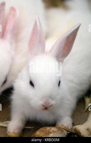 Lapin blanc. Animaux de laboratoire albinos du lapin (Oryctolagus cuniculus) . Banque D'Images