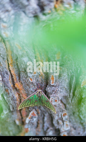 MARIPOSA ISABELINA - SPANISH LUNE ESPÈCE Graellsia isabellae (Espagnol) Banque D'Images