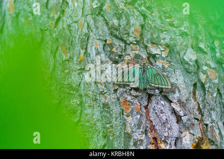 MARIPOSA ISABELINA - SPANISH LUNE ESPÈCE Graellsia isabellae (Espagnol) Banque D'Images