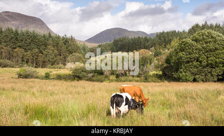 Le bétail paître dans les montagnes du Macgillycuddy Reeks sur l'Iveragh du comté de Kerry. Banque D'Images