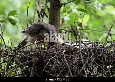 Fauve / Sperber ( Accipiter nisus ), l'alimentation des femelles adultes sa progéniture fraîchement écloses, de la faune, de l'Europe. Banque D'Images