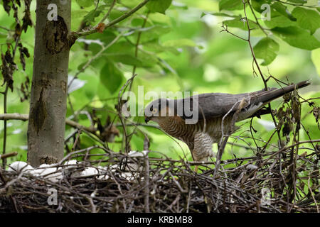 Fauve eurasien ( Accipiter nisus ), mâle adulte, debout sur le bord de son nid, prendre soin de ses poussins fraîchement écloses, vue de côté, l'Europe. Banque D'Images