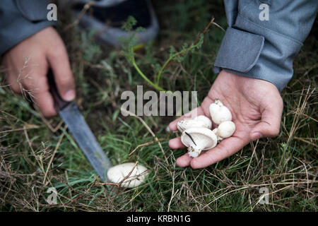 La collecte de l'homme dans le champ de champignons Banque D'Images