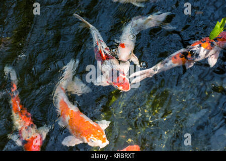 Koi de poissons dans un étang Banque D'Images