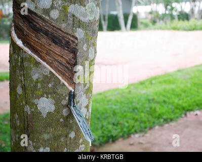 À partir de Caoutchouc Le caoutchouc naturel arbre ,(Hevea brasiliensis) a tranché Banque D'Images