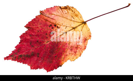 Feuilles d'automne jaune et rouge de l'érable à feuilles de frêne Banque D'Images