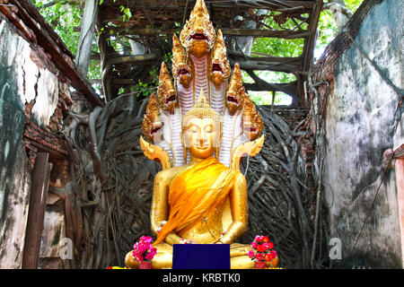 Unseen Thaïlande,ruines du vieux temple avec une racine d'arbre Bodhi,chanté,temple Katea Sala Daeng, Muang, Angthong, Thaïlande (propriété publique) Banque D'Images