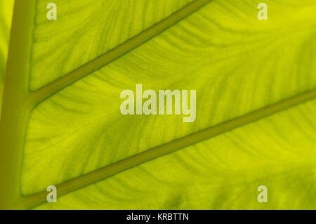 Frais rétroéclairé de green palm leaf, Close up Banque D'Images