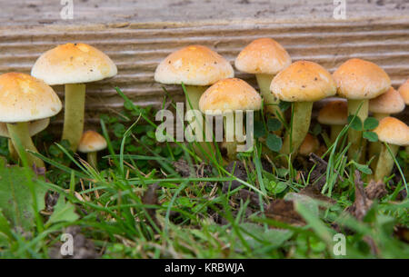 Hypholoma fasciculare (touffe de soufre) Champignons poussant sur le vieux bois de jardin Banque D'Images