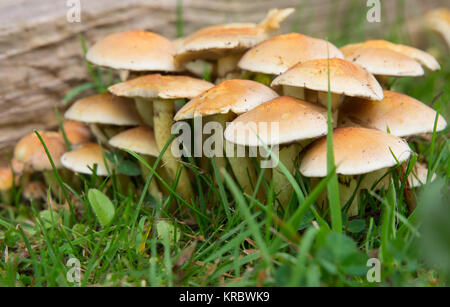 Hypholoma fasciculare (touffe de soufre) Champignons poussant sur le vieux bois de jardin Banque D'Images