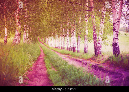 Allée ultra violet de bouleaux verts Banque D'Images