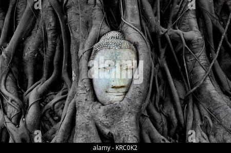 Tête de Bouddha dans un arbre, Wat Mahathat, Ayutthaya, Thaïlande Banque D'Images