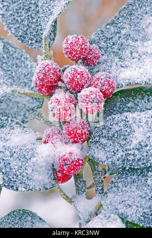 Gros plan d'une branche congelée de houx ( Ilex aquifolium ) avec des baies rouges Banque D'Images