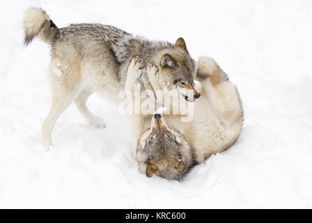 Le loup commun ou loup gris (Canis lupus) jouant dans la neige de l'hiver au Canada Banque D'Images