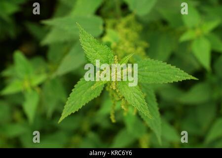 Ortie - Urtica dioica Banque D'Images