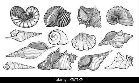 Série de beaux coquillages, mollusques style croquis illustration isolé sur fond blanc. Dessin réaliste de coquillages comme conques, k Illustration de Vecteur