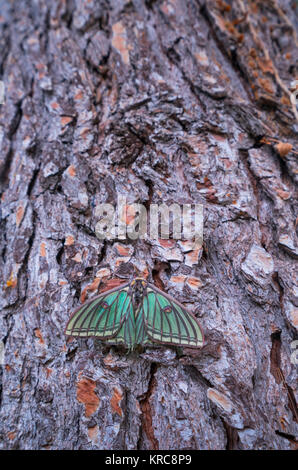 MARIPOSA ISABELINA - SPANISH LUNE ESPÈCE Graellsia isabellae (Espagnol) Banque D'Images