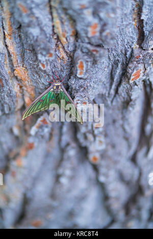 MARIPOSA ISABELINA - SPANISH LUNE ESPÈCE Graellsia isabellae (Espagnol) Banque D'Images