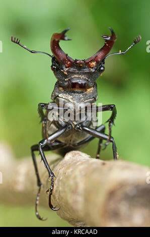 Â stag beetle - [Lucanus cervus] Banque D'Images