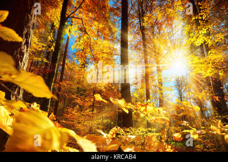 Automne lumineux dans la forêt avec beaucoup de soleil et d'or feuilles brillantes Banque D'Images