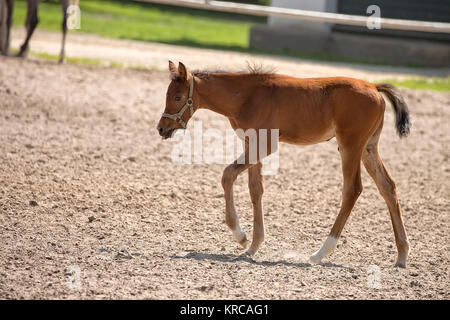 Colt dans le pré Banque D'Images