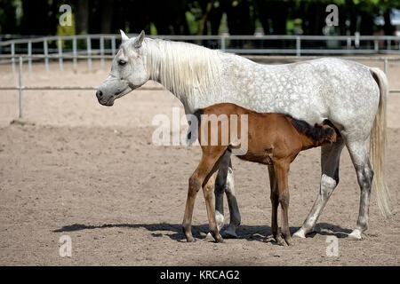 Mare avec poulain dans la prairie Banque D'Images