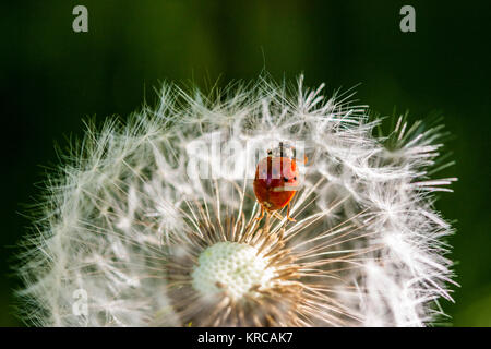 Dendelion et bug Banque D'Images