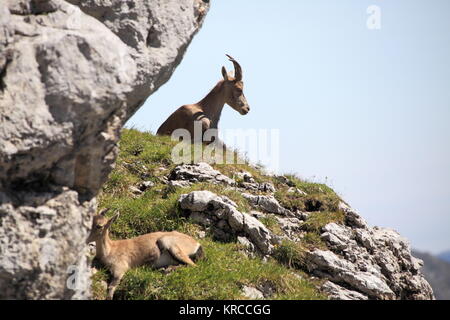 Ibex se reposant dans les montagnes Banque D'Images