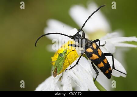 Quatre-banded longicorne asiatique, Leptura quadrifasciata, et d'un bug de l'herbe verte, Calocoris affinis Banque D'Images