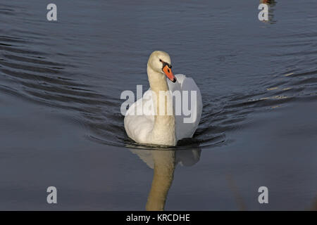 Cygne muet close up nom Latin Cygnus olor famille des anatidés nageant dans un lac du centre de l'Italie en décembre Banque D'Images