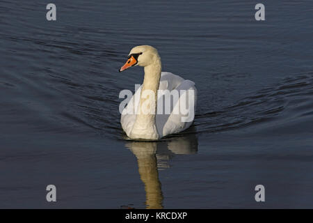 Cygne muet close up nom Latin Cygnus olor famille des anatidés nageant dans un lac du centre de l'Italie en décembre Banque D'Images