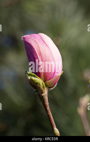 Floraison des magnolias en détail pendant le printemps Banque D'Images