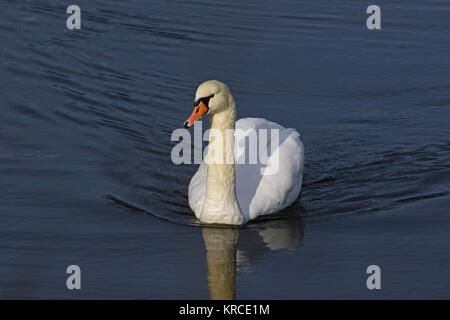 Cygne muet close up nom Latin Cygnus olor famille des anatidés nageant dans un lac du centre de l'Italie en décembre Banque D'Images