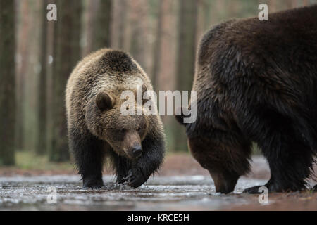 L'ours brun / Braunbaeren ( Ursus arctos ), deux ensemble, jouer à un couvert de glace flaque, marchant à travers, explorer l'eau gelée, l'Europe. Banque D'Images