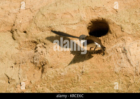 Sand Martin / Hirondelle / Uferschwalbe (Riparia riparia ) en vol, décoller de son nid dans une plage de rivière, de la faune, de l'Europe. Banque D'Images