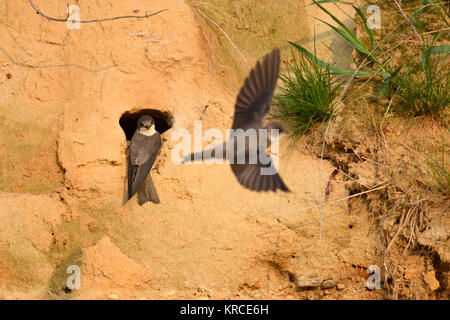 Sand Martin / Hirondelle de rivage Riparia riparia Hirondelle / (), paire perché à leur nid dans une pente de sable, l'une ist prend son essor, la faune, l'Europe. Banque D'Images