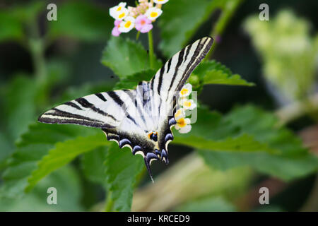 Iphiclides feisthamelii, Ibérique rare Swallowtail papillon sur une fleur de Lantana Banque D'Images