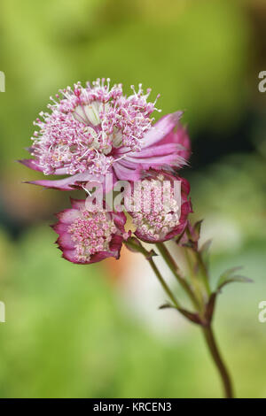 Astrantia major 'Hadspen Blood' Banque D'Images