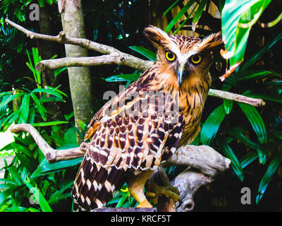 Grand Hibou perché sur une branche. Banque D'Images