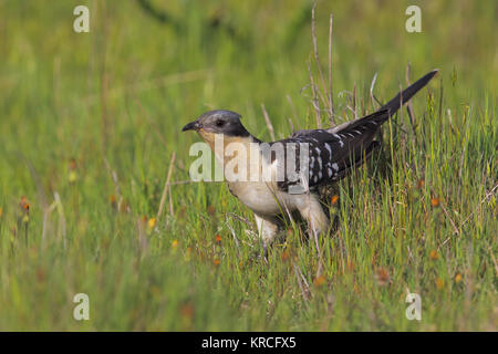 Grand Spotted Cuckoo Banque D'Images