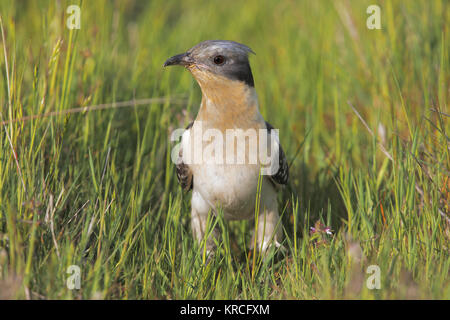 Grand Spotted Cuckoo Banque D'Images