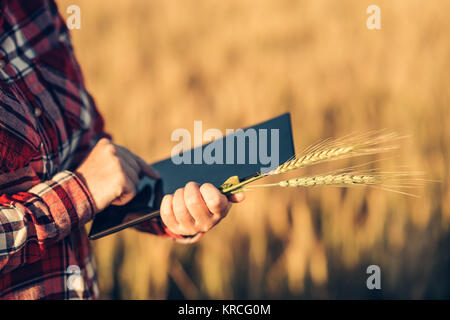 L'agriculture intelligente, à l'aide de technologies modernes dans l'agriculture. Agriculteur agronome femelle avec ordinateur tablette numérique en champ de blé à l'aide d'apps et Internet Banque D'Images