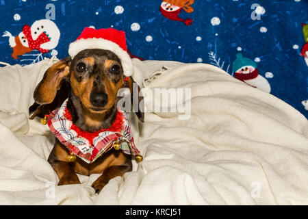 A cute Dachshund puppy wearing a Santa hat pour Noël. Banque D'Images