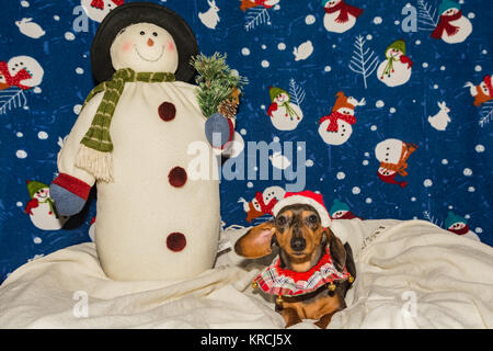 A cute Dachshund puppy wearing a Santa hat pour Noël. Banque D'Images