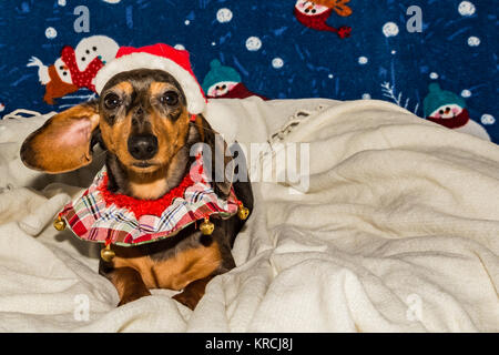 A cute Dachshund puppy wearing a Santa hat pour Noël. Banque D'Images