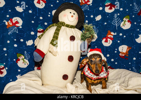 A cute Dachshund puppy wearing a Santa hat pour Noël. Banque D'Images