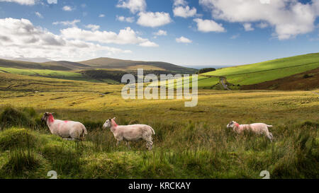 Trois moutons paissent sur les pâturages de montagne sur les pentes de la montagnes Slieve Mish sur la péninsule de Dingle en Irlande du comté de Kerry. Banque D'Images