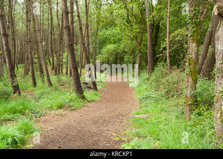 Paysages de forêts y compris un sentier pédestre autour de Carnac, une commune française, située dans le département de la Bretagne, France Banque D'Images